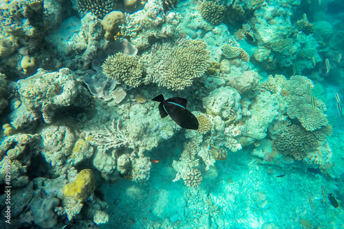 Fototapeta Naklejka Na Ścianę i Meble -  exotic marine life near Maldives island