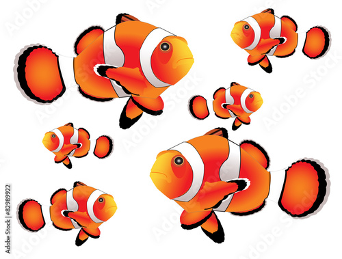 Clownfish with white background