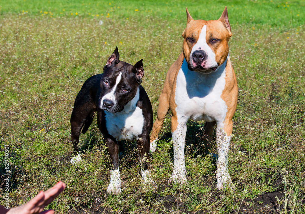 American Staffordshire Terriers  are on the grass under comand