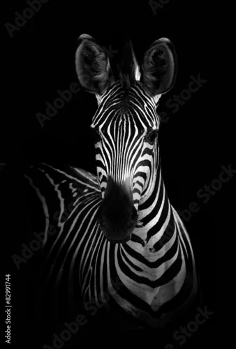 Fototapeta na wymiar Zebra w czerni i bieli