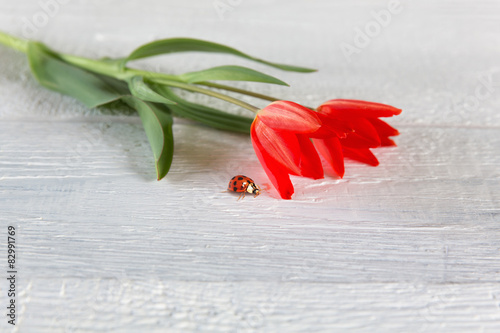 Tulips and ladybird