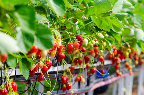 Strawberries being grown