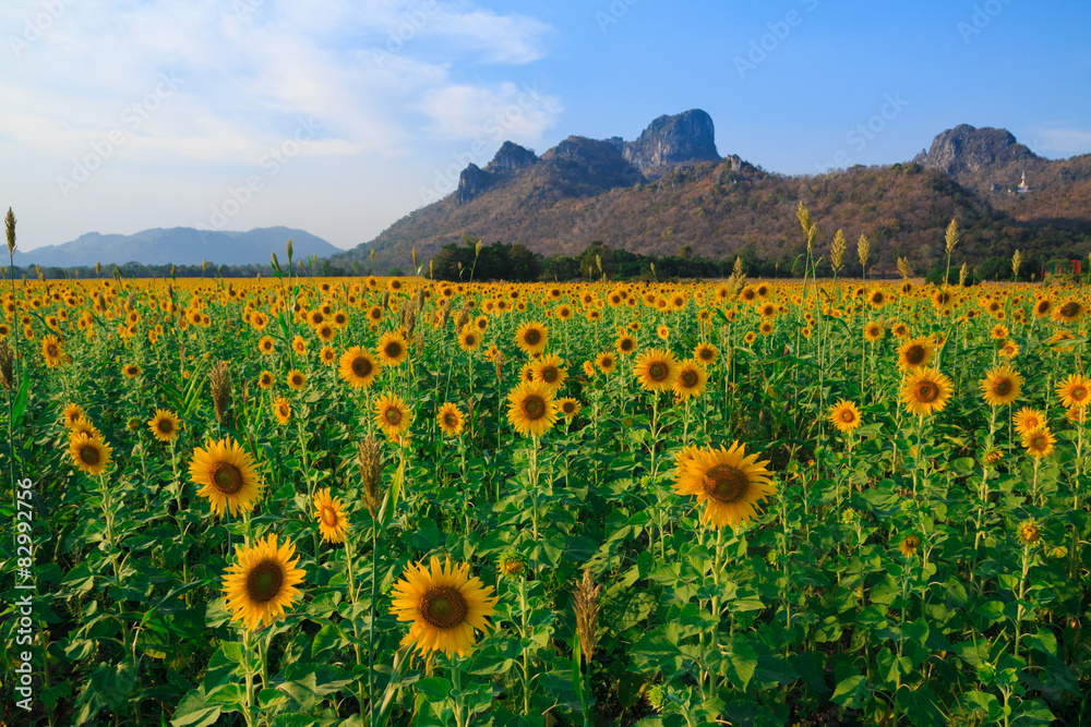 Beautiful landscape with sunflower field