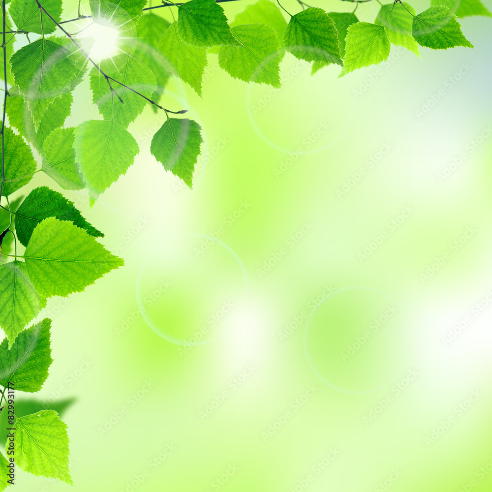 Spring frame with fresh green leaves on natural background. Spring frame with fresh green leaves on natural background.