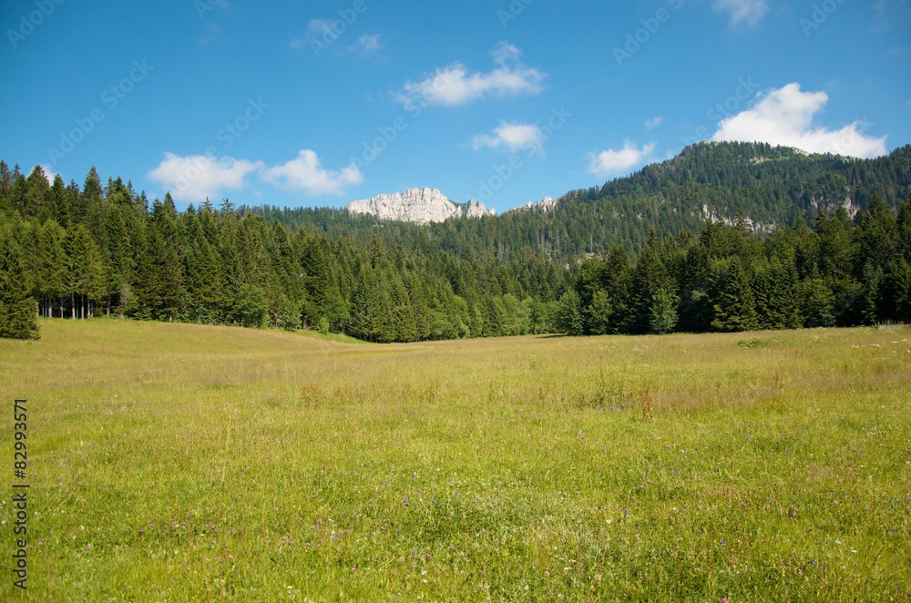 Prairie des Riondettes (Chartreuse / Isère) Prairie des Riondettes (Chartreuse / Isère)