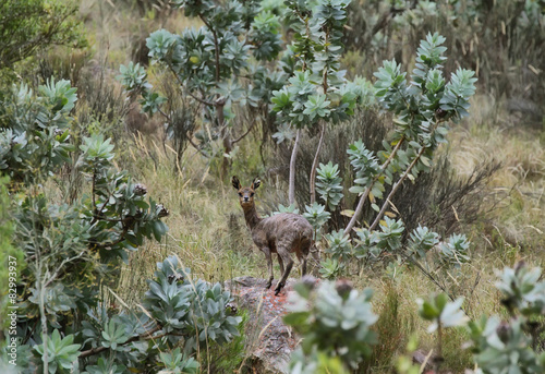 Klipspringer in Swweekspoort pass photo