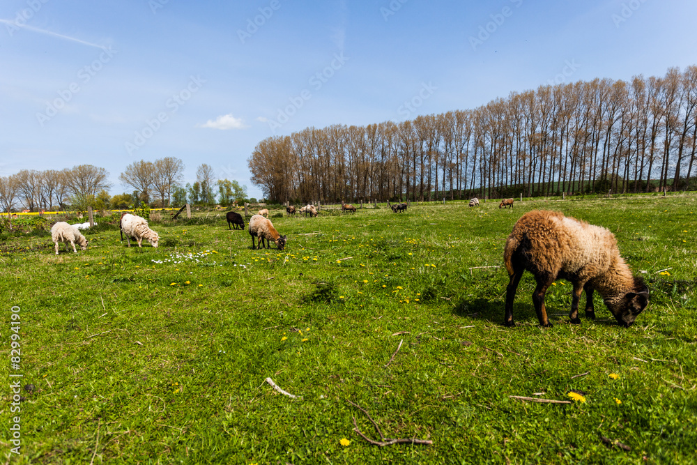 Obraz premium Ziegen