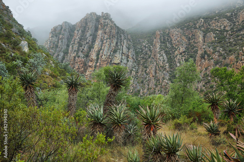 Redish mountains and cactus in Seweweekspoort pass photo