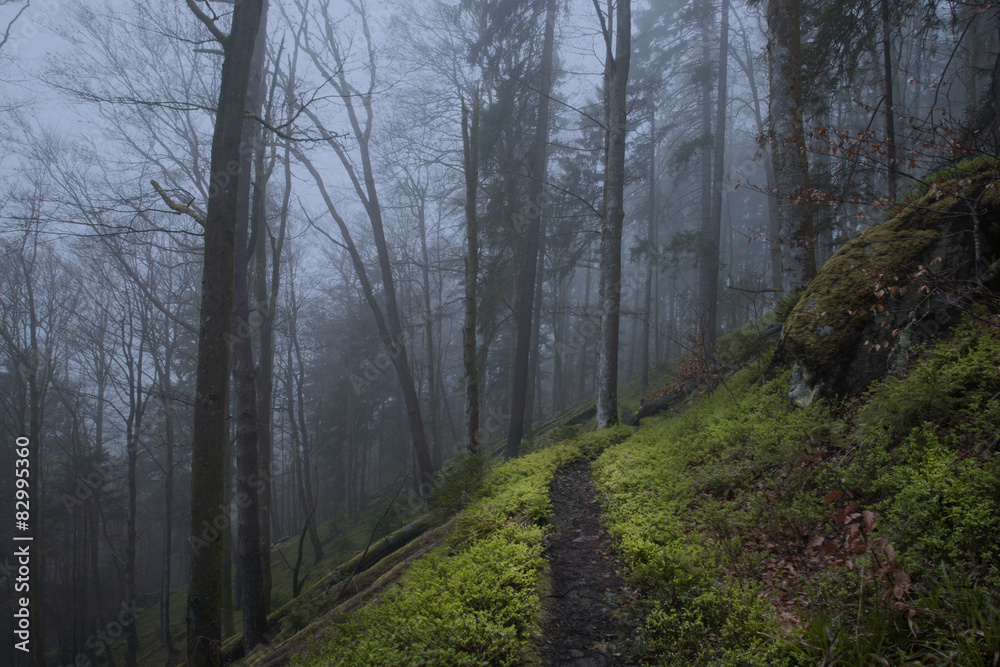 Fototapeta premium Nebel in der Wehratalschlucht