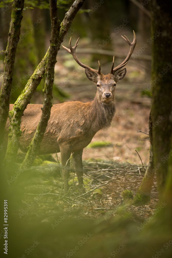Fototapeta premium Cerf forêt