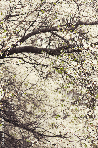 Plum flowers