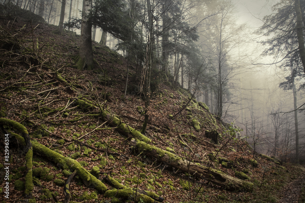 Obraz premium Nebel im Schwarzwald