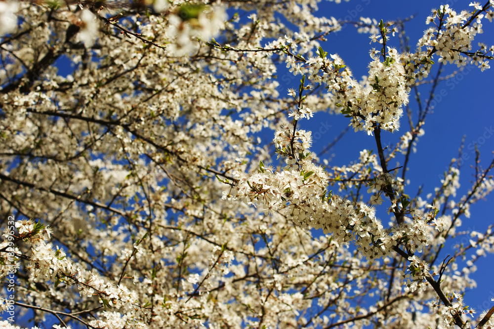 white cherry blossoms