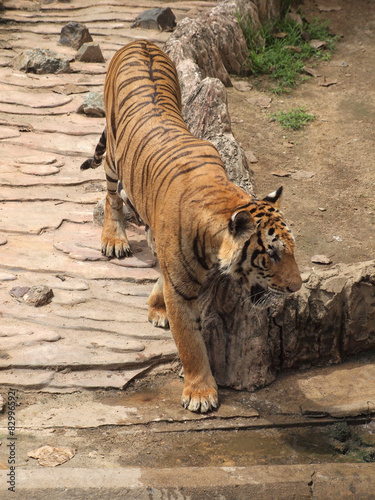 Royal bengal tiger