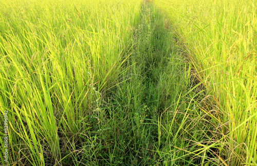 rice field