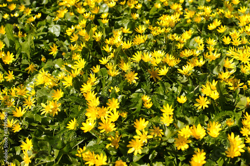 yellow floral background