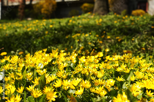 yellow floral background