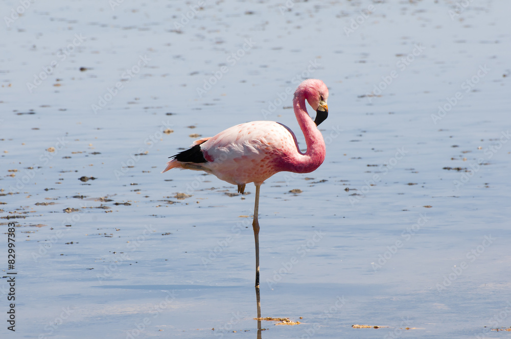 Flamingo - Chaxa Lagoon