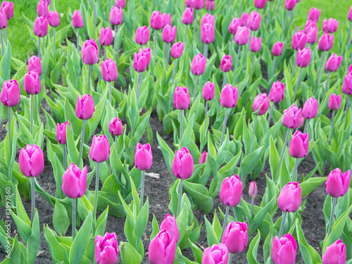 Bright pink tulips