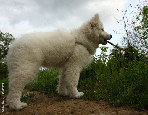 Puppy/Cute Siberian Samoyed puppy with piece of wood