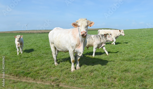Vache et veaux charolais au pré