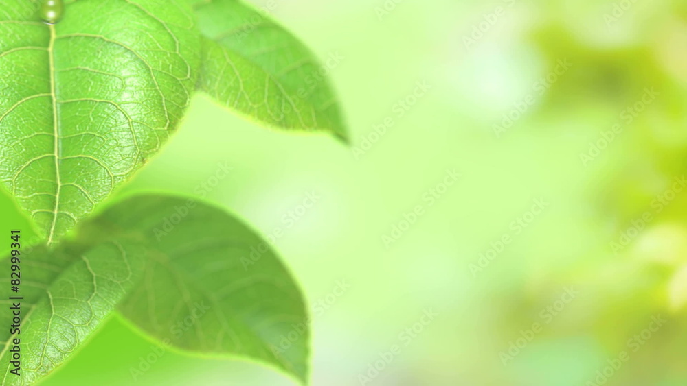 animated dewdrop drops from top of green leave animated dewdrop drops from top of green leave