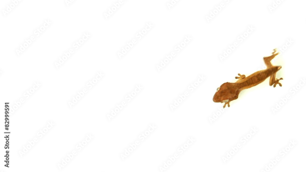 collection of top view of isolated gecko collection of top view of isolated gecko
