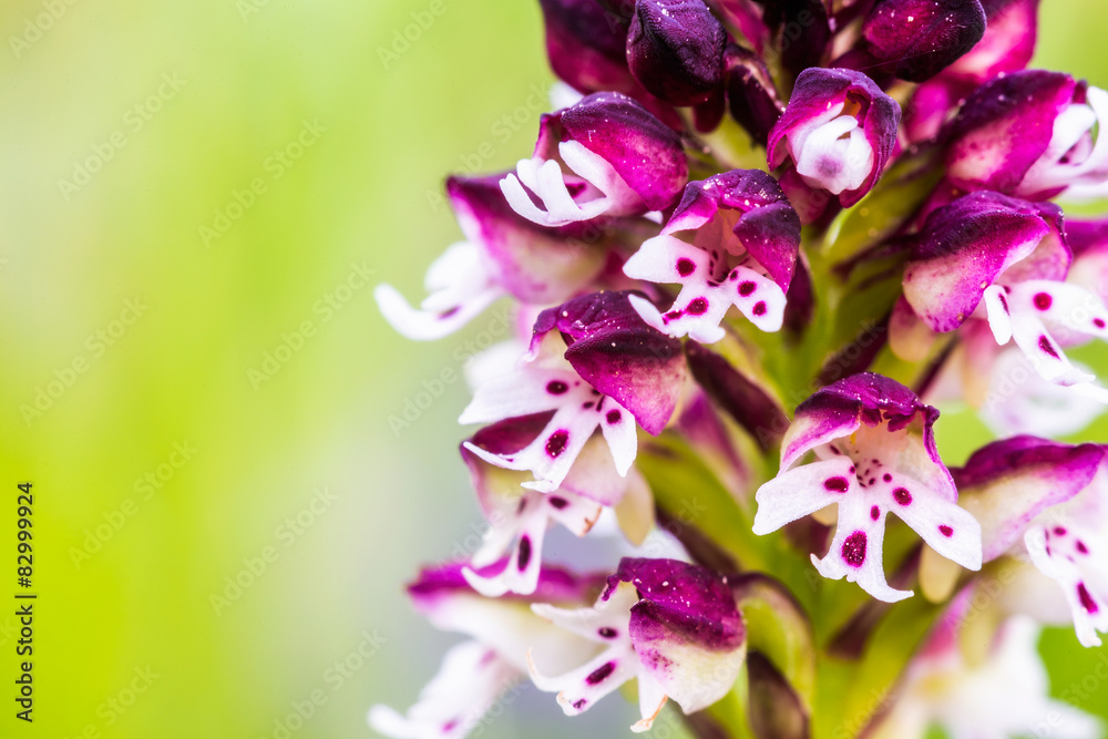 Wild Burnt Orchid