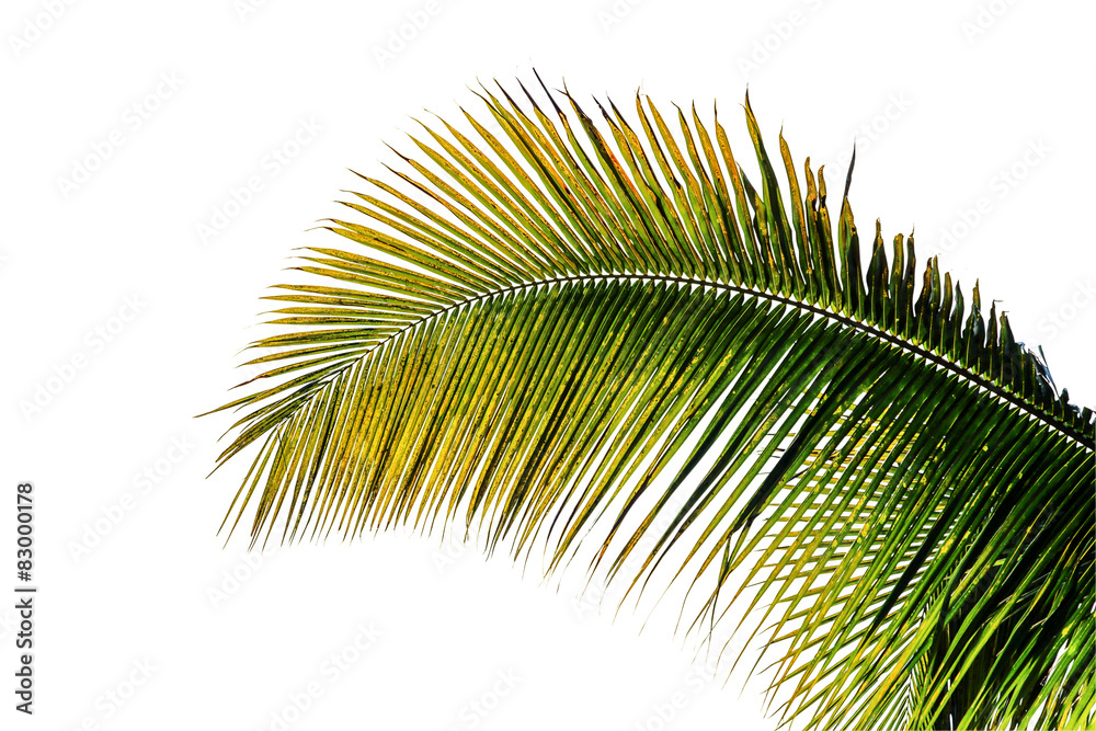 Obraz premium coconut leaves