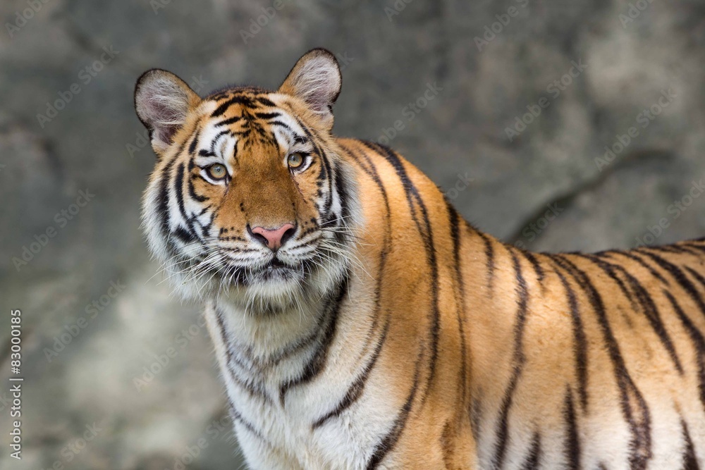 Fototapeta premium Tiger