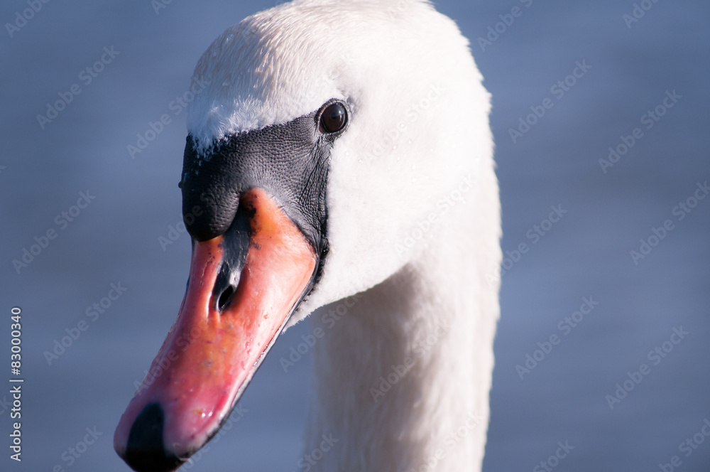 Fototapeta premium Head of swan