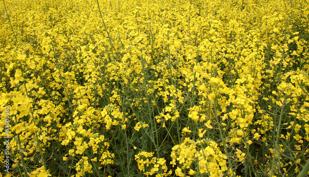 Rape field Rape field