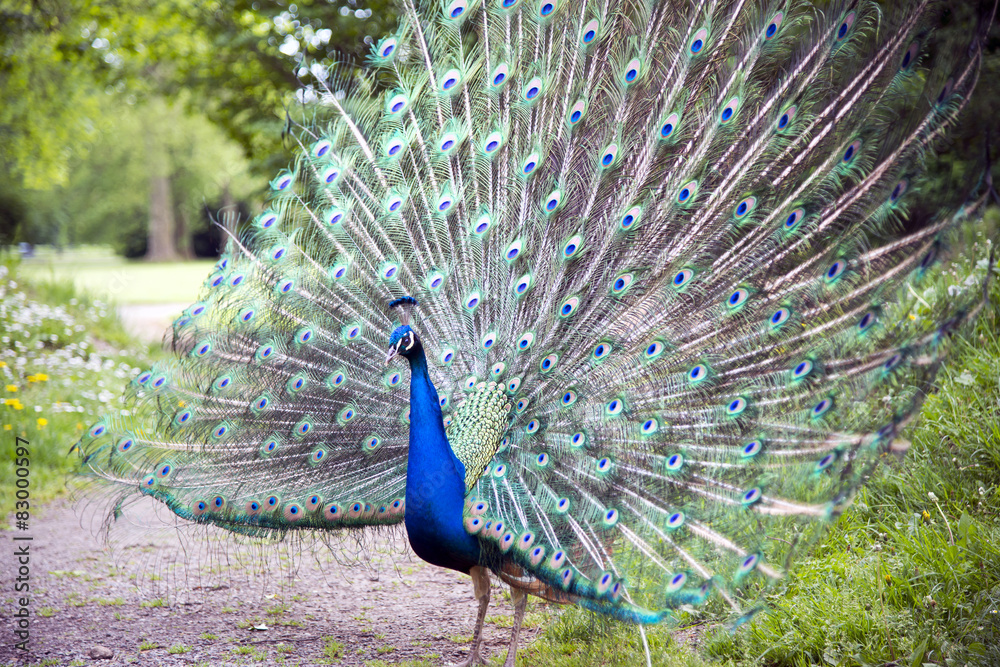 Naklejka premium Pfau beim Balzen