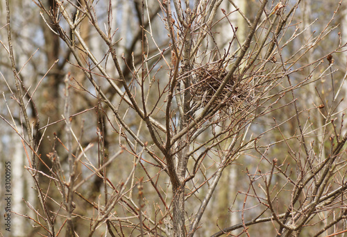 Bird's nest in a tree.