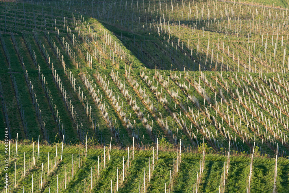 Weinterrassen am Kaiserstuhl