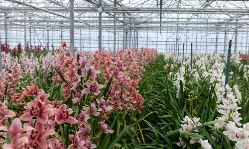Orchid farm in Netherlands