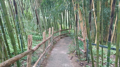 Chemin dans les bambous