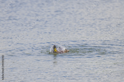 Canard se lave dans le lac