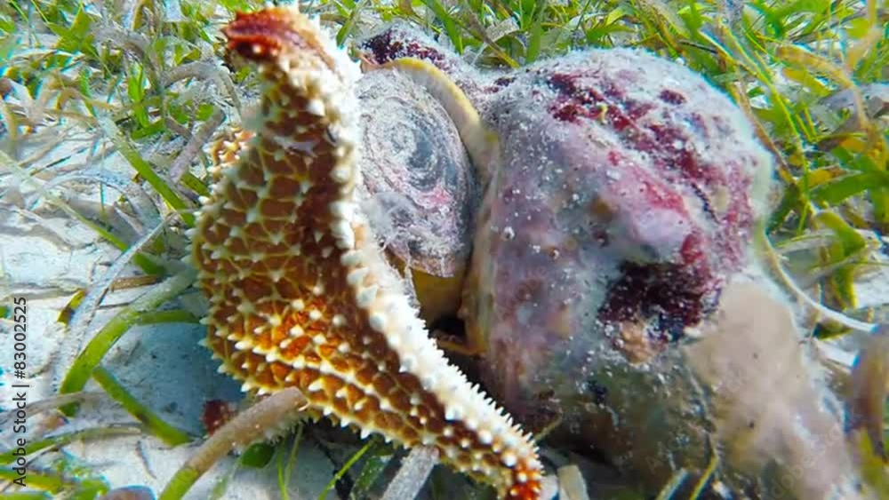 Time lapse of cushion sea star is eating a queen conch