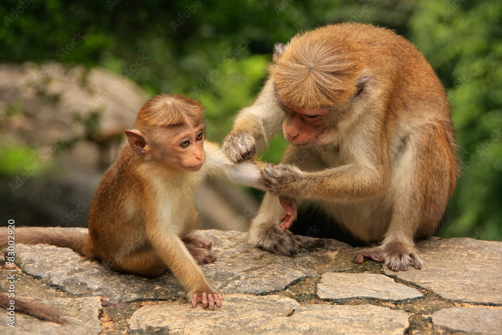 Fototapeta premium Toque macaque grooming baby at Cave Temple in Dambulla, Sri Lank