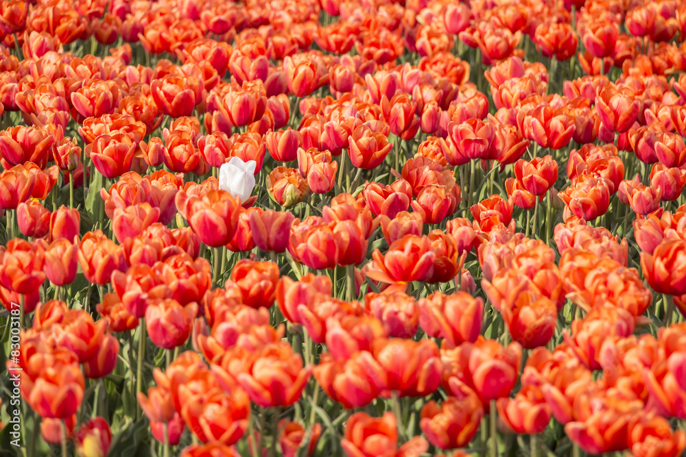 Spring tulip fields in Holland, Netherlands Spring tulip fields in Holland, Netherlands