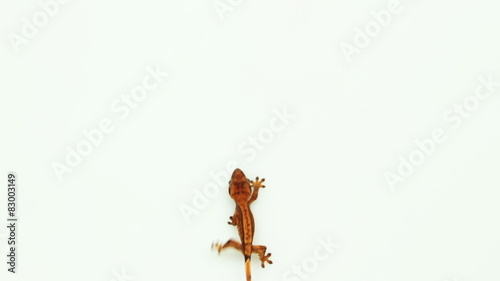 collection of top view of isolated gecko