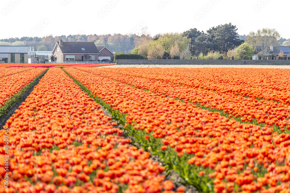 Spring tulip fields in Holland, Netherlands