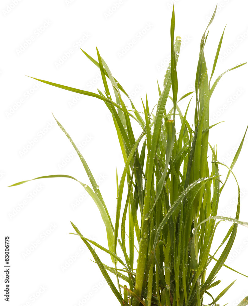 Fototapeta premium Green grass isolated white background. Sedge.