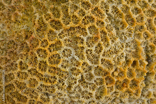 closeup Dead brain coral eastern of Thailand