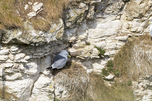 kittiwake photo