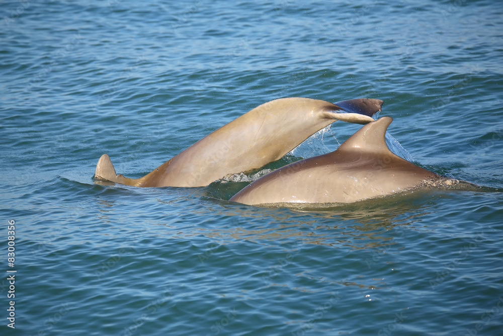 Fototapeta premium Mother and baby Common bottlenose dolphins diving