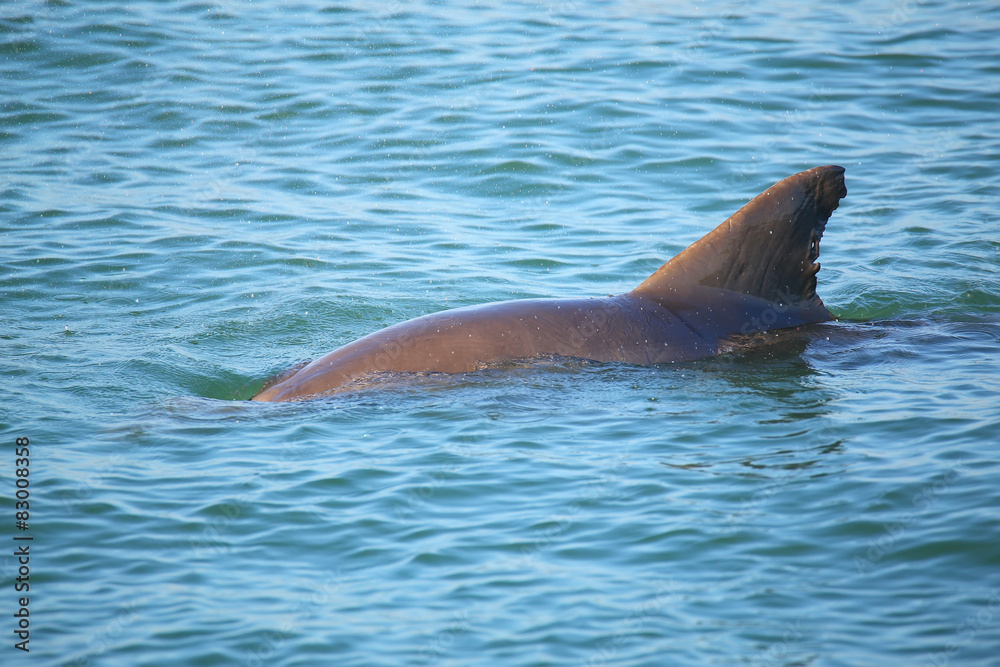 Obraz premium Common bottlenose dolphin showing dorsal fin
