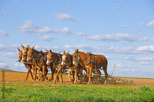 Fototapeta Naklejka Na Ścianę i Meble -  Mules Working on Amish Farm