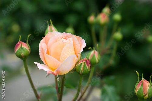 ピンクベージュの薔薇の花